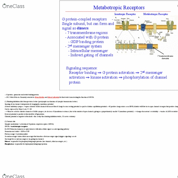 NSCI 3310 Lecture Notes - Lecture 22: Protein Kinase C, Protein Kinase A, Adenylyl Cyclase thumbnail