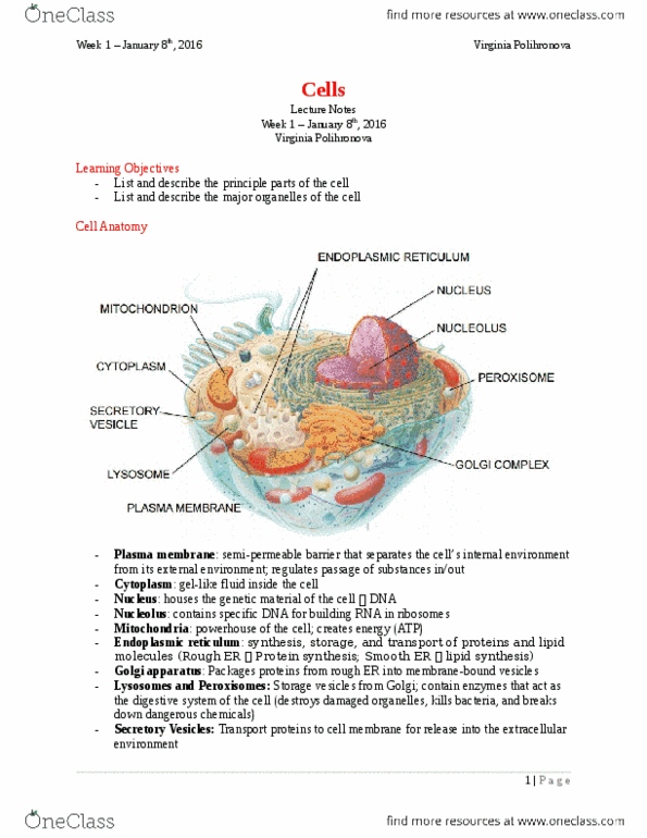 Health Sciences 2330A/B Lecture Notes - Lecture 1: Golgi Apparatus, Extracellular Fluid, Nucleolus thumbnail
