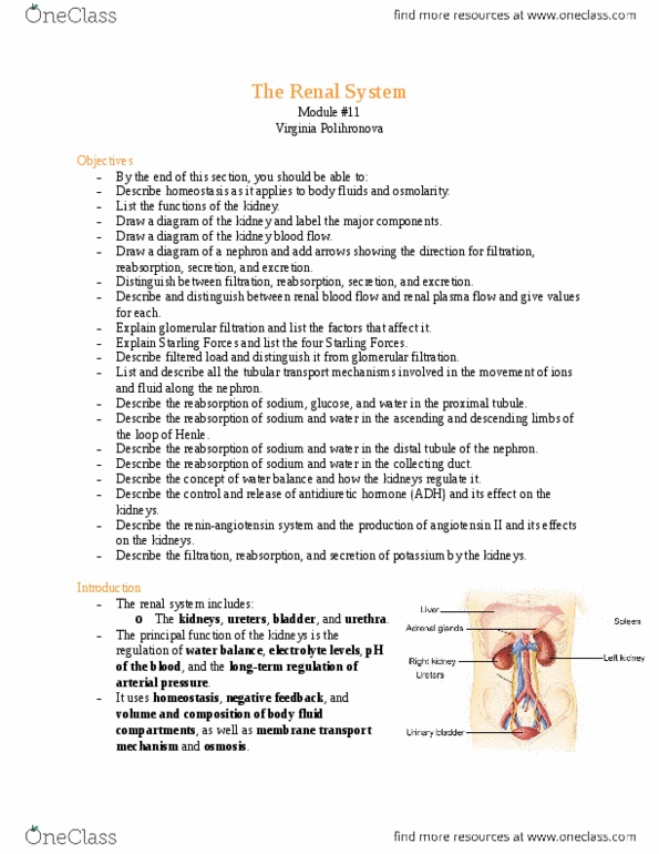 Physiology 1020 Lecture 10: Module #11 - The Renal System thumbnail