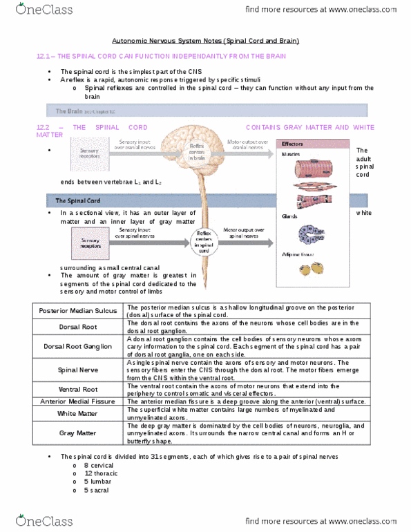 BIO210Y5 Chapter Notes - Chapter 14: Ramus Communicans, Dorsal Root Ganglion, Autonomic Nervous System thumbnail