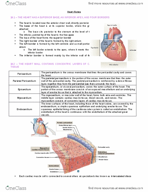 BIO210Y5 Chapter Notes - Chapter 17: Posterior Interventricular Sulcus, Superior Vena Cava, Pulmonary Valve thumbnail