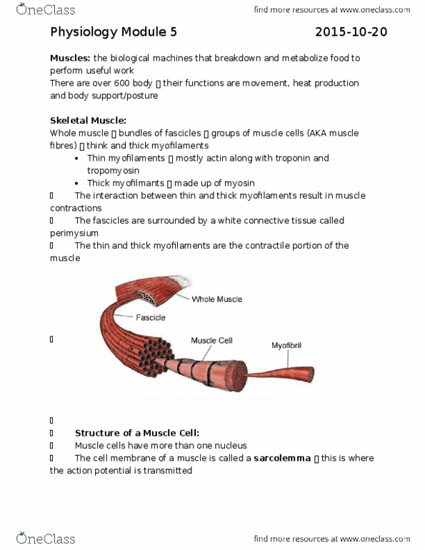 Physiology 2130 Lecture Notes - Lecture 5: Endoplasmic Reticulum, T-Tubule, Myosin Head thumbnail