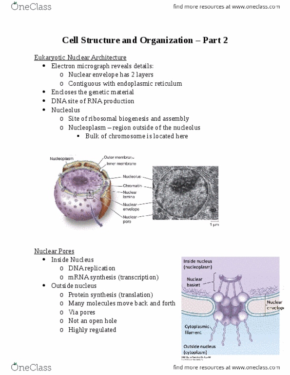 Biology And Biomedical Sciences BIOL 2960 Lecture Notes - Lecture 3: Endoplasmic Reticulum, Nuclear Lamina, Nuclear Membrane thumbnail