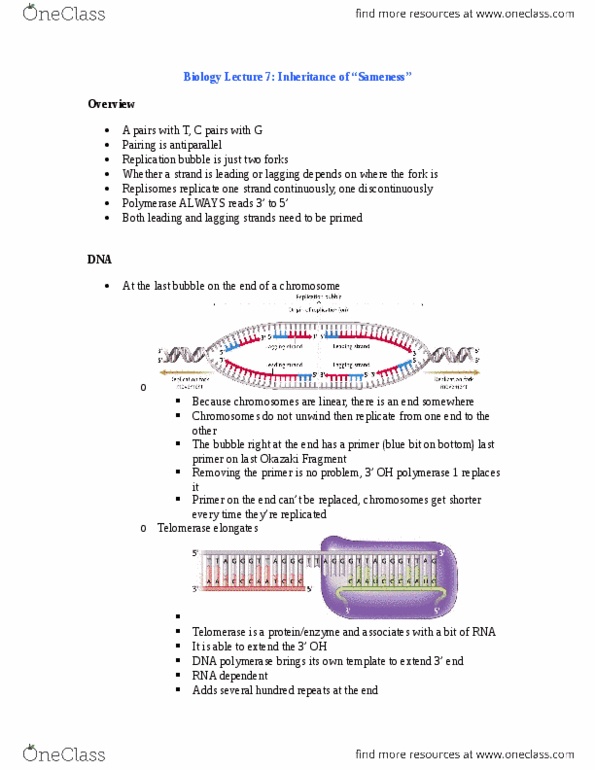 Biology 1001A Lecture Notes - Lecture 11: Okazaki Fragments, Dna Replication, Telomerase thumbnail