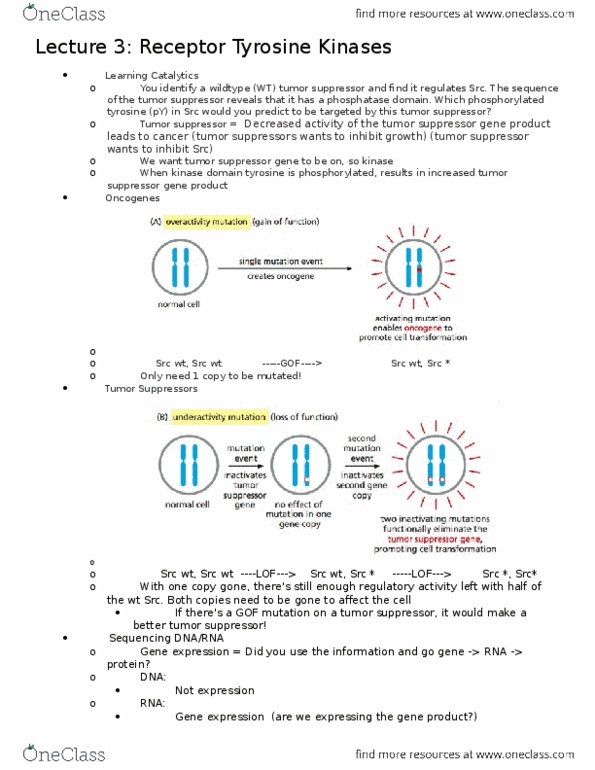 BIO-0046 Lecture Notes - Lecture 3: Tumor Suppressor Gene, Sh3 Domain, Reverse Transcriptase thumbnail