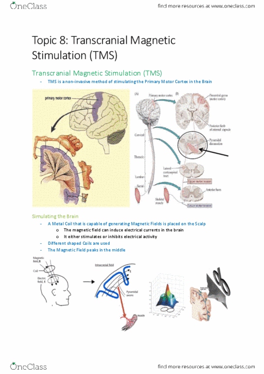 KINESIOL 1E03 Lecture Notes - Lecture 8: Transcranial Magnetic Stimulation, Lateral Corticospinal Tract, Primary Motor Cortex thumbnail
