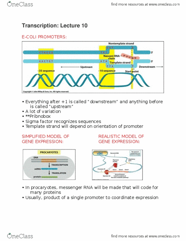 BIO130H1 Lecture Notes - Lecture 10: Messenger Rna, Exim, Sigma Factor thumbnail
