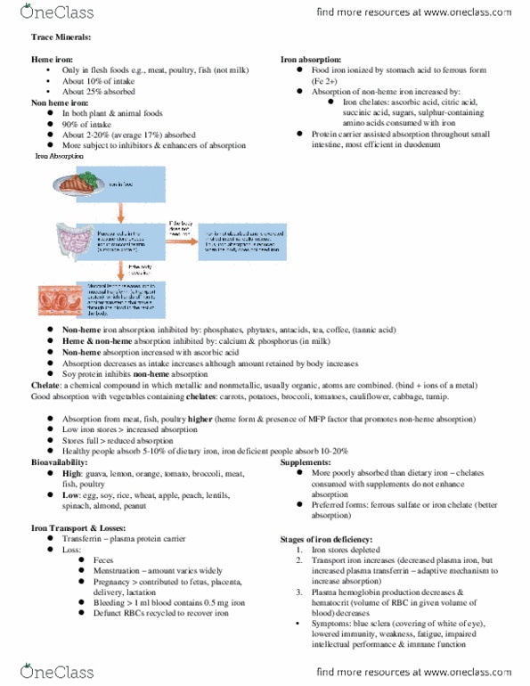 FNN 100 Chapter Notes - Chapter 1-8: Retinol Binding Protein, Ferric Edta, Acrodermatitis Enteropathica thumbnail