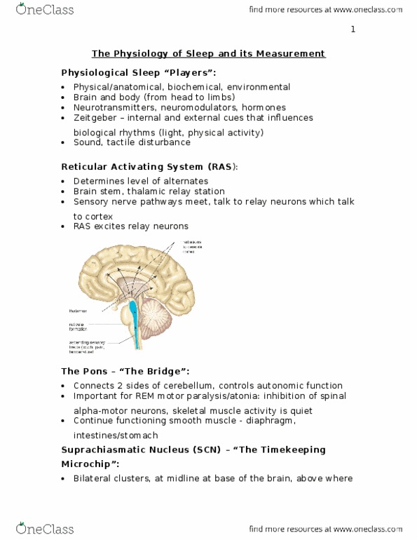 PSYC 208 Lecture Notes - Lecture 3: Reticular Formation, Sleep Spindle, Cerebral Cortex thumbnail