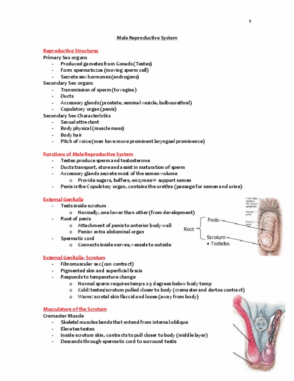 Kinesiology 3222A/B Lecture Notes - Perineal Raphe, Spermatic Cord, Reproductive System thumbnail