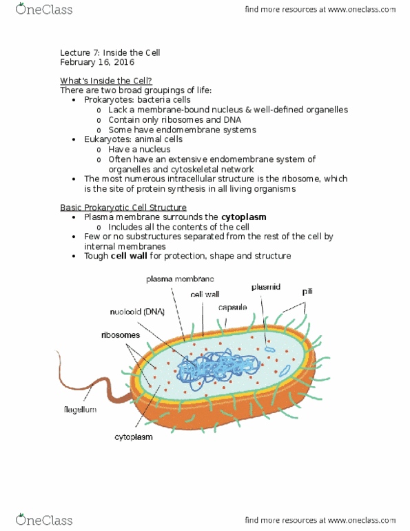 BIOL2000 Lecture Notes - Lecture 7: Nuclear Membrane, Nuclear Lamina, Nuclear Pore thumbnail