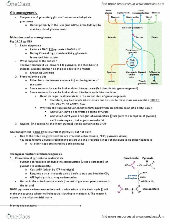 BIOC 202 Lecture Notes - Lecture 30: Pyruvate Carboxylase, Phosphoenolpyruvate Carboxykinase, Dihydroxyacetone Phosphate thumbnail
