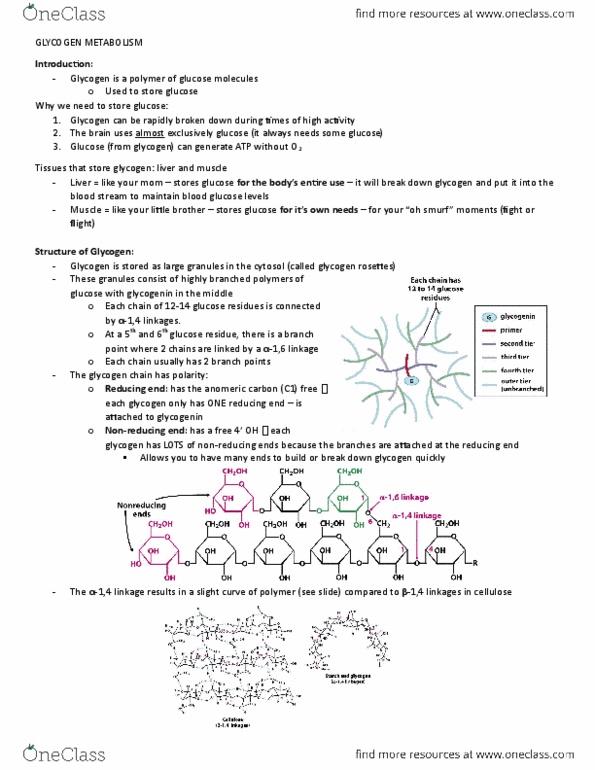 BIOC 202 Lecture Notes - Lecture 25: Uridine Diphosphate Glucose, Uridine Triphosphate, Glycogen Synthase thumbnail