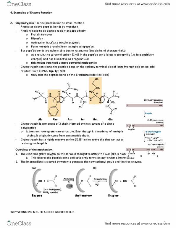 BIOC 202 Lecture Notes - Lecture 10: Oxyanion Hole, Serine Protease, Tetrahedral Carbonyl Addition Compound thumbnail
