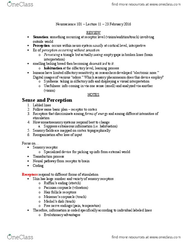NEUROSCI 101 Lecture Notes - Lecture 11: Postcentral Gyrus, Lamellar Corpuscle, Hair Follicle thumbnail