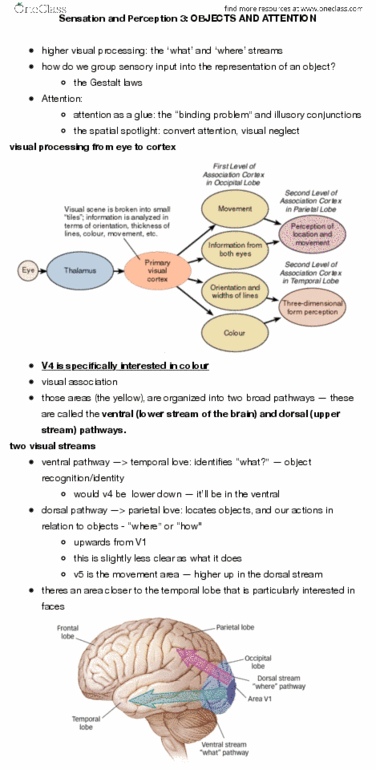 PSYC 101 Lecture Notes - Lecture 16: Two-Streams Hypothesis, Temporal Lobe, Parietal Lobe thumbnail