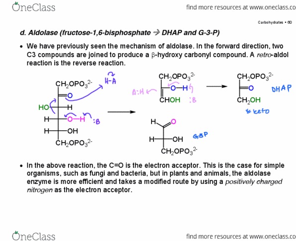 Chemistry 2223B Lecture Notes - Lecture 5: Pyruvate Dehydrogenase Complex, Phosphoglycerate Mutase, Phosphoglycerate Kinase thumbnail
