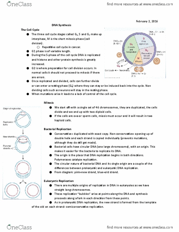 HTHSCI 1LL3 Lecture Notes - Lecture 9: Eukaryotic Dna Replication, Dna Polymerase, Dna Replication thumbnail