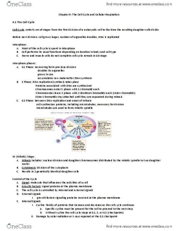 BIOL 1141 Chapter Notes - Chapter 9: Prophase, Angiogenesis, Bone Marrow thumbnail