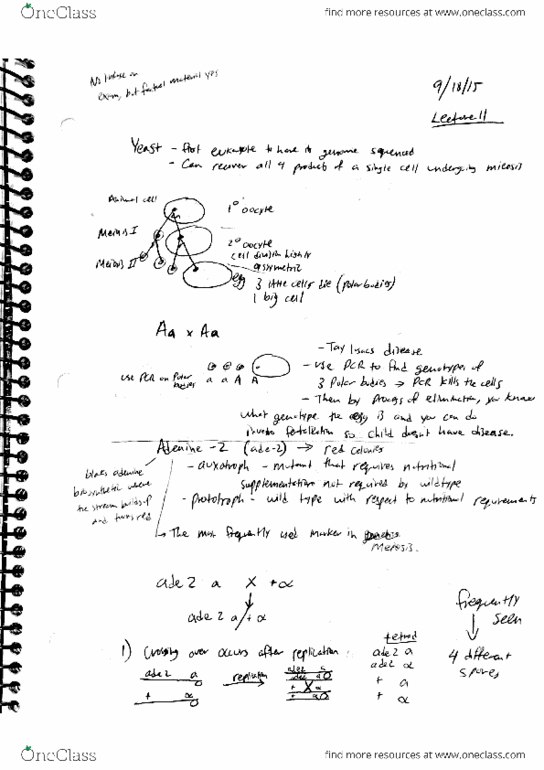 L41 BIOL 2970 Lecture Notes - Lecture 11: Meiosis, Chromosome thumbnail