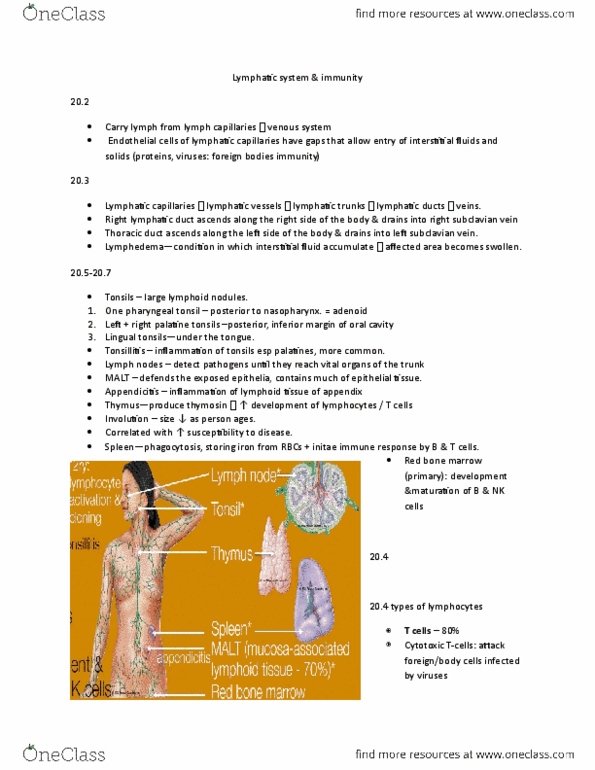 BIO210Y5 Lecture Notes - Lecture 9: Cell-Mediated Immunity, Lymph Node, Antigen thumbnail