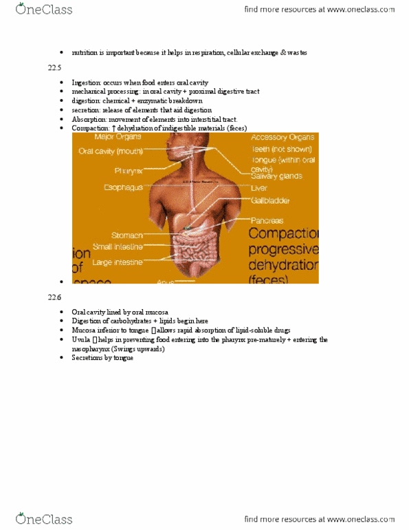 BIO210Y5 Lecture Notes - Lecture 10: Muscular Layer, Neuropeptide Y, Ileum thumbnail