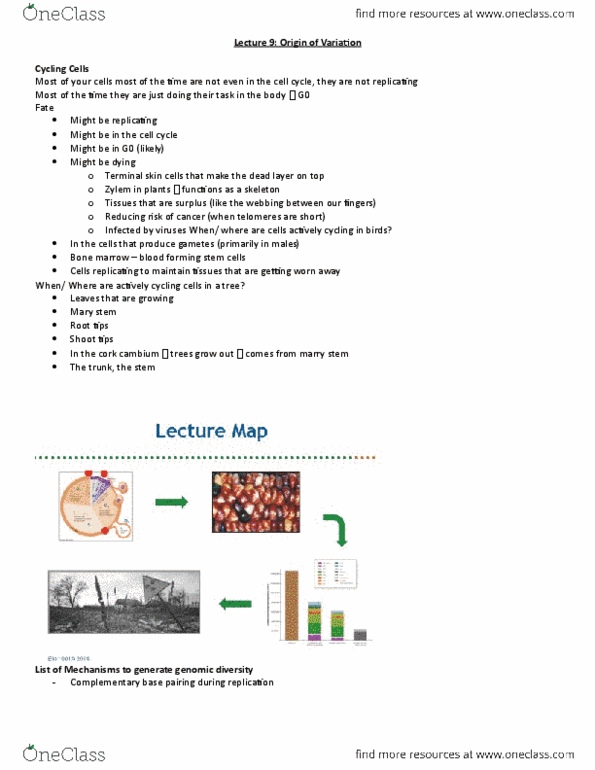 Biology 1001A Lecture Notes - Lecture 9: Dna Repair, Ketone, Thymine thumbnail