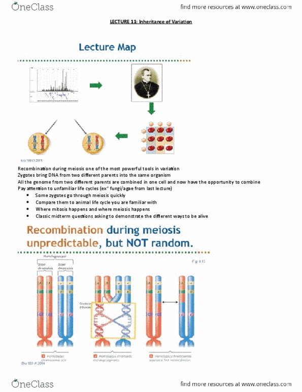 Biology 1001A Lecture Notes - Lecture 11: Wild Type, Aneuploidy, Y Chromosome thumbnail