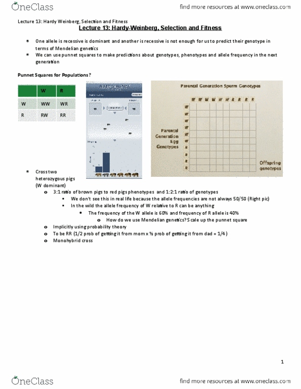 Biology 1001A Lecture Notes - Lecture 13: Melanocortin 1 Receptor, 3Cr Melbourne, Punnett Square thumbnail