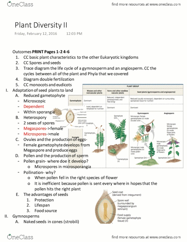 01:119:116 Lecture Notes - Lecture 8: Zygote, Black Pepper, Illicium Verum thumbnail