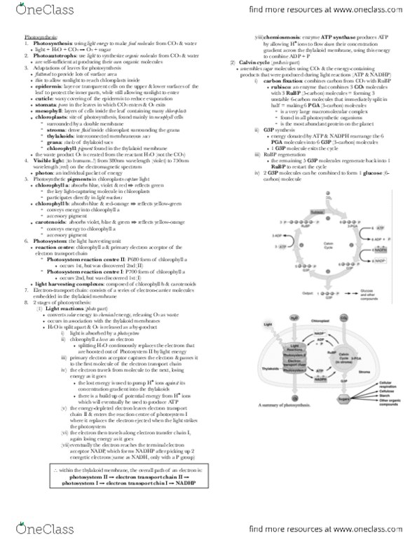 BIOL 150B Chapter Notes - Chapter 7: Photosystem, Photosystem I, Accessory Pigment thumbnail