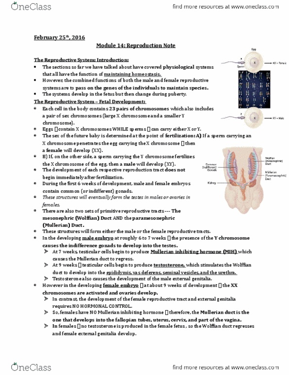 Physiology 2130 Lecture Notes - Lecture 14: Ejaculation, Lean Body Mass, Gonadotropin thumbnail