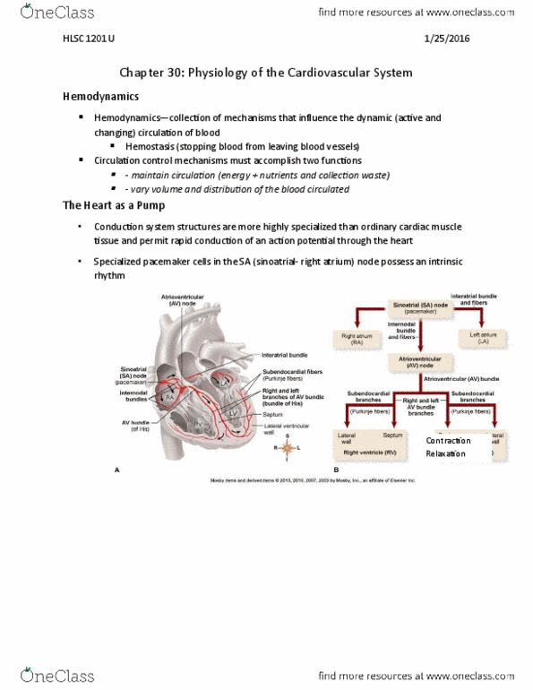 HLSC 1201U Lecture Notes - Lecture 5: Aldosterone, Homeostasis, Ejection Fraction thumbnail