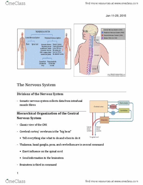 Kinesiology 1080A/B Lecture Notes - Lecture 1: Spatial Navigation, Reticular Formation, David H. Hubel thumbnail