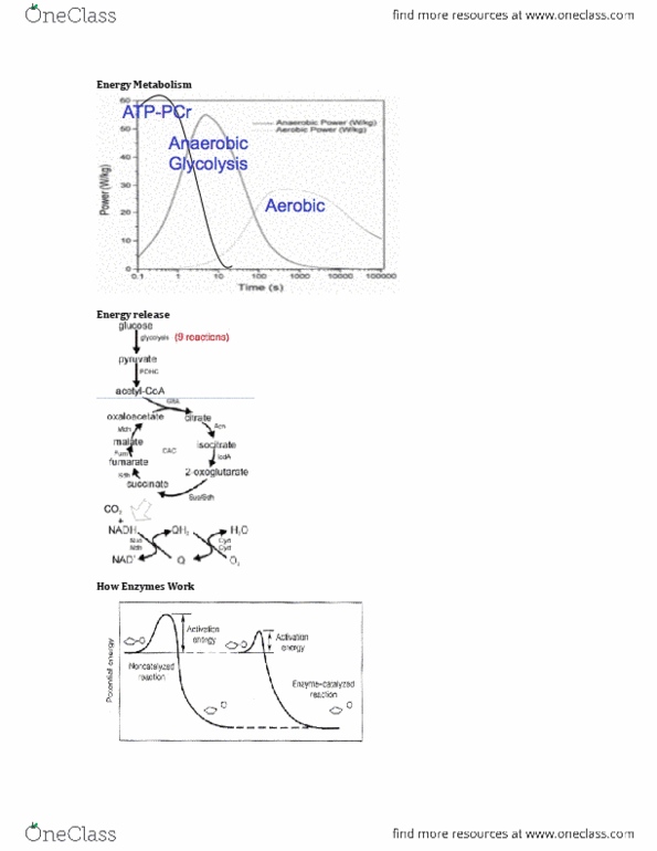 Kinesiology 2230A/B Lecture Notes - Lecture 1: Vo2 Max, Adenine, Basal Metabolic Rate thumbnail