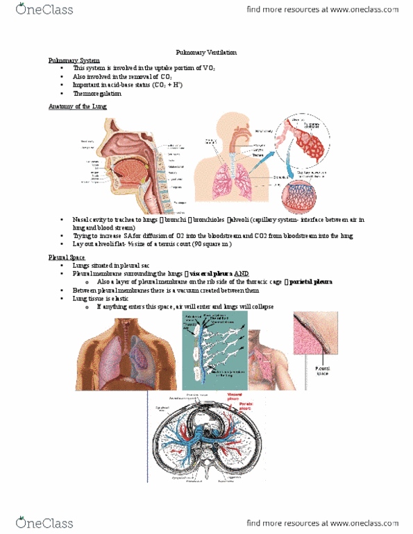 Kinesiology 2230A/B Lecture Notes - Lecture 1: Intrapleural Pressure, Tidal Volume, Pulmonary Pleurae thumbnail