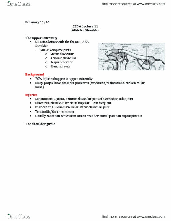 Kinesiology 2236A/B Lecture Notes - Lecture 11: Sternoclavicular Joint, Acromioclavicular Joint, Glenohumeral Ligaments thumbnail