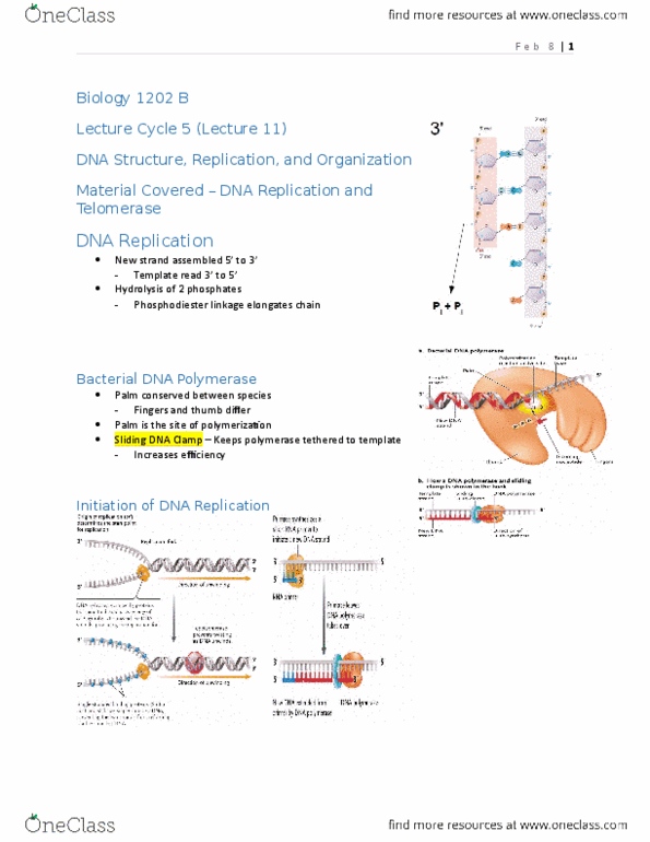 Biology 1002B Lecture Notes - Lecture 11: Dna Polymerase Ii, Dna Polymerase I, Dna Polymerase thumbnail