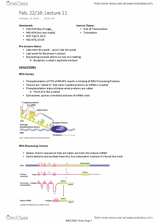 BIO130H1 Lecture Notes - Lecture 11: Small Nuclear Rna, Polypyrimidine Tract, Phosphodiester Bond thumbnail