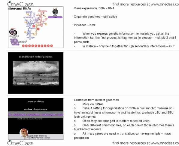 Biology 2581B Lecture 15: Lecture 15: Genes/Expression pt 2 thumbnail