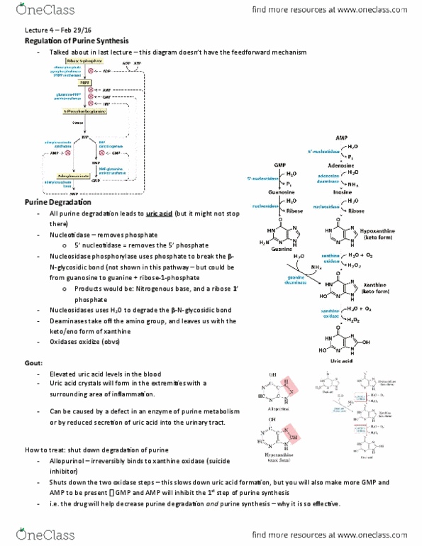BIOC 302 Lecture Notes - Lecture 4: Phosphoribosyl Pyrophosphate, Nucleotidase, Xanthine thumbnail