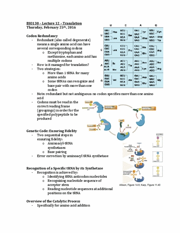 BIO130H1 Lecture Notes - Lecture 12: Aminoacyl Trna Synthetase, Aminoacyl-Trna, Peptidyl Transferase thumbnail
