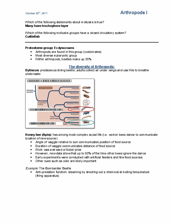 BIOL 111 Lecture Notes - Lecture 14: Multinucleate, Myoglobin, Sarcomere thumbnail