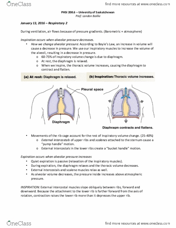 PHSI 208 Lecture Notes - Lecture 2: External Intercostal Muscles, Alveolar Pressure, Scalene Muscles thumbnail