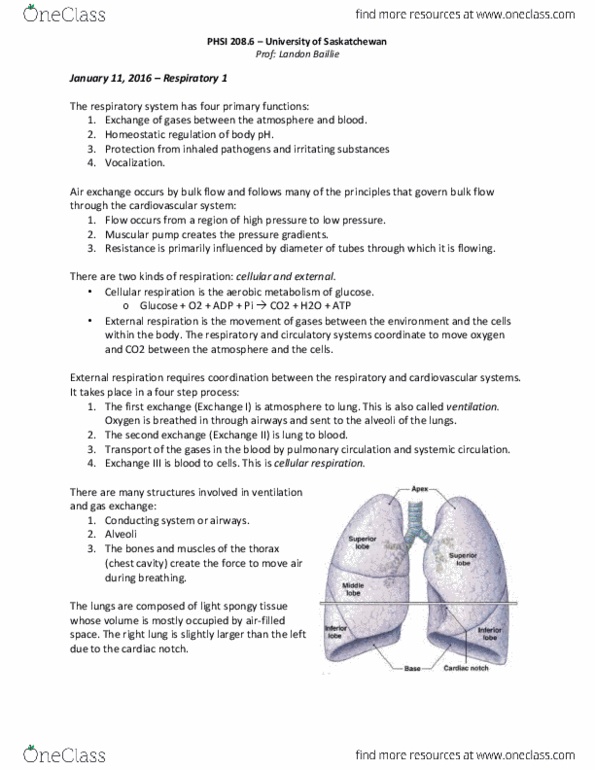 PHSI 208 Lecture Notes - Lecture 1: Breathing, Pulmonary Pleurae, Thoracic Cavity thumbnail