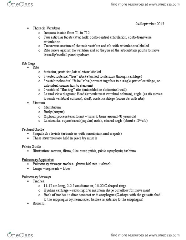 LING 2P90 Lecture Notes - Lecture 1: Thoracic Vertebrae, Shoulder Girdle, Hyaline Cartilage thumbnail