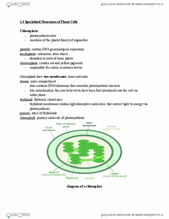 BIO 1140 Chapter 2.4-2.5: The Cell Overview (Plant Cells vs Animal Cells) thumbnail