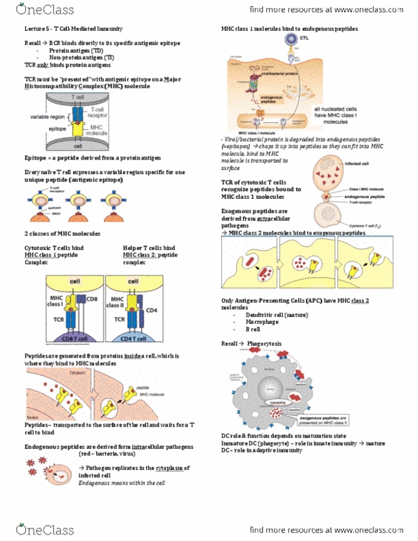 Microbiology and Immunology 3820A Lecture Notes - Lecture 5: Hematopoietic Stem Cell Transplantation, Gamma Globulin, Granuloma thumbnail