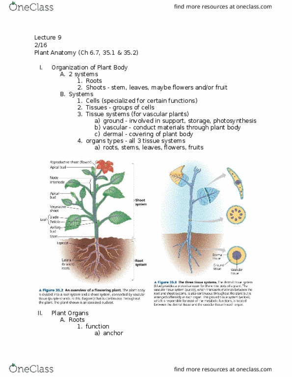 01:119:116 Lecture Notes - Lecture 9: Sieve Tube Element, Sclereid, Polysaccharide thumbnail