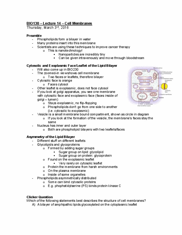 BIO130H1 Lecture Notes - Lecture 14: Prenylation, Photobleaching, X-Ray Crystallography thumbnail